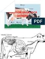 Tema 2 Digestion en La Vaca Lechera