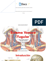 Anatomia Sistema Venoso Yugular Por Carlos Andres Garcia 72615 Downloable 1468559