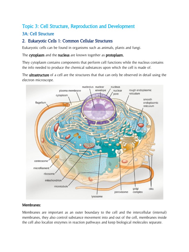 Cellular Structures and Protein Transport: An Overview of Eukaryotic ...