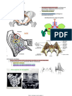 Pelvis Miología Muslo