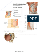 Miología Abdomen Pelvis