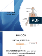 12.sistema Endocrino