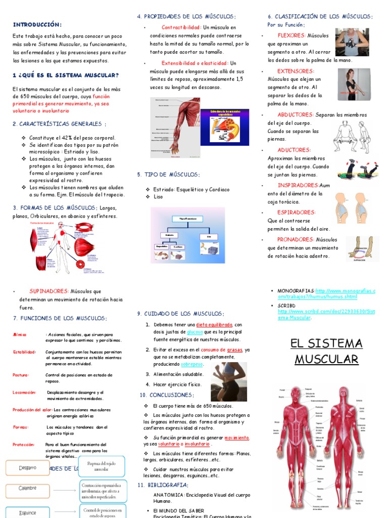 Triptico El Sistema Muscular