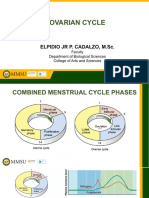 Ovarian Cycle