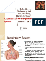 Respiratory System Organization
