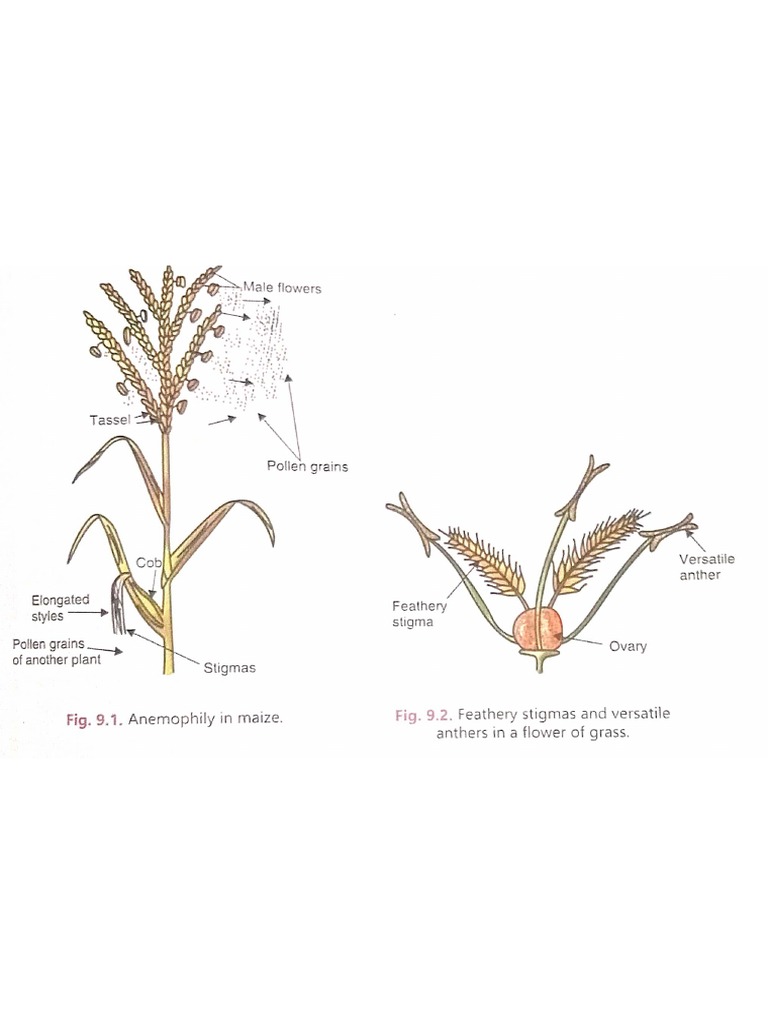Study of Adaptations of Flowers For Pollination PDF