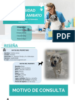 Radiografía revela artrosis de cadera en canino de 12 años