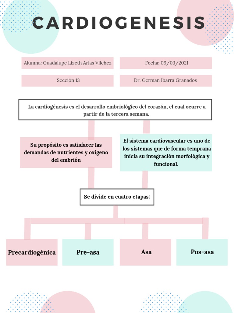 Etapas de la Cardiogénesis Embriológica | PDF | Ciencia y matemáticas