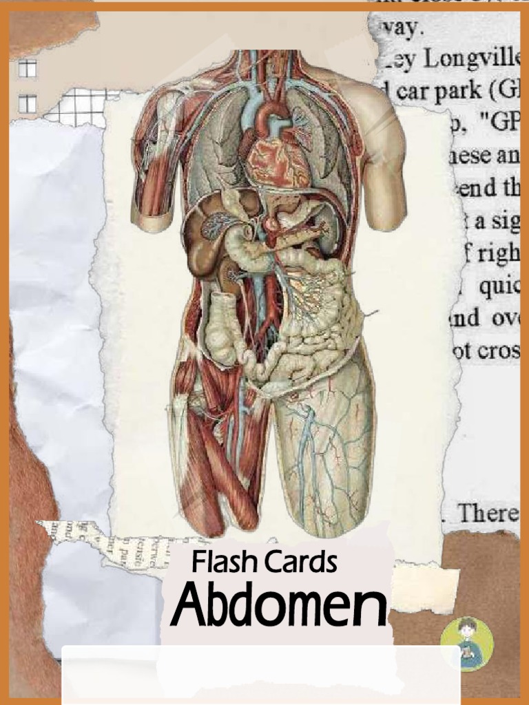 Flashcards - Abdomen | PDF