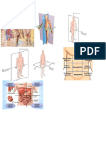 Doc1 Imagenes Salud Anatomia