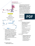 Fetal Circulation Development Stages