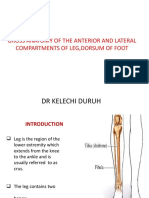 Anterior and Lateral Compartments of Leg, Dorsum of Foot Lecture