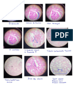 Componentes Histológicos Del Riñon