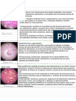 Patrones de Daño Glomerular