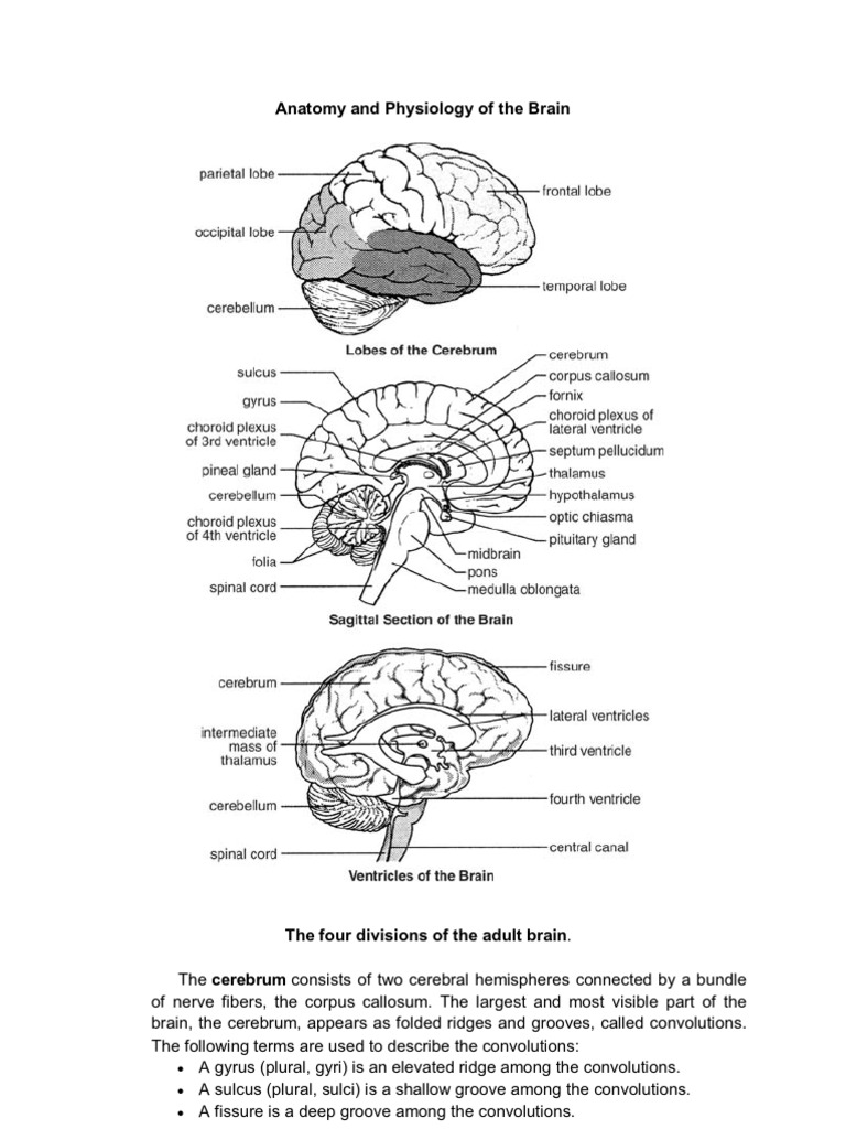 Brain Anatomy Overview and Diagrams | PDF | Cerebrum | Cerebral Cortex