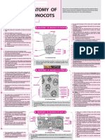 Monocot Root Anatomy Explained