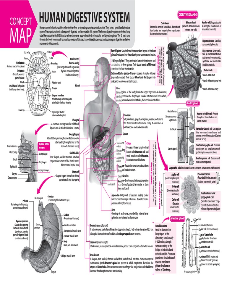 Human Digestive System | PDF
