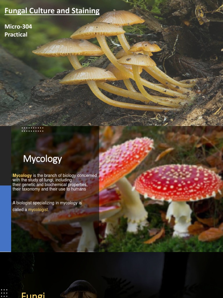 Fungal Culture and Staining Techniques | PDF | Mycology | Fungus