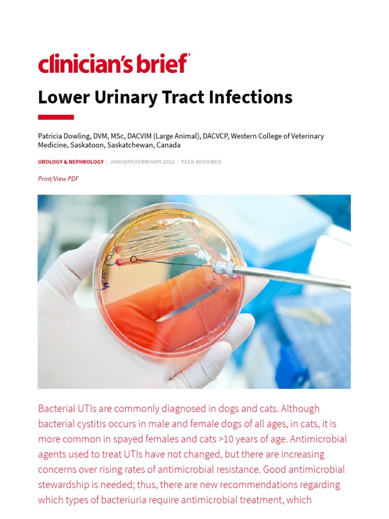 Canine UTI: Diagnosis and Treatment | PDF | Urinary Tract Infection ...