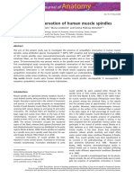 3 Muscle Sympatethic Innervation