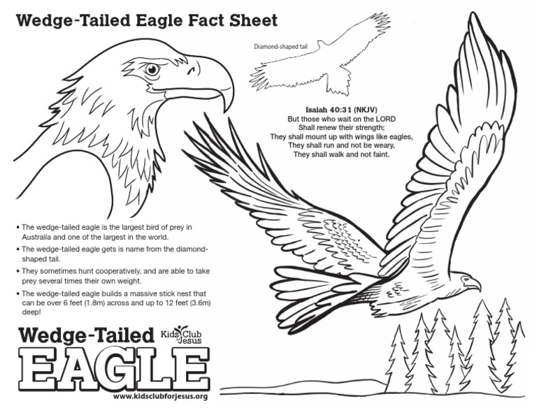 Wedge Tailed Eagle Fact Sheet PDF