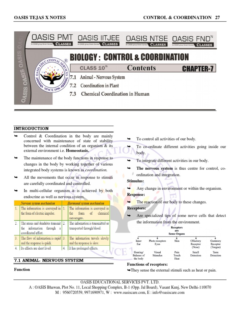 Control and Coordination Class 10 Notes | PDF | Neuron | Brain