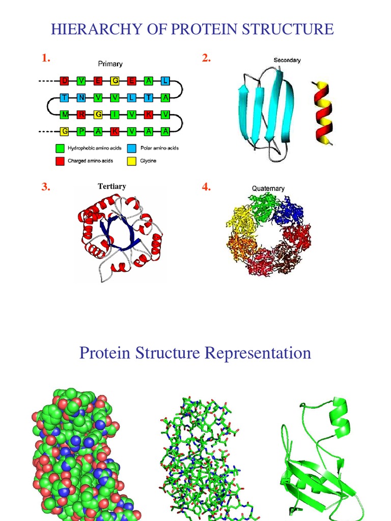 Protein Structure PDF Beta Sheet Alpha Helix