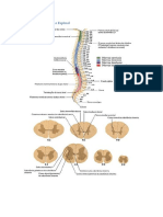 Anatomia Da Medula Espinal