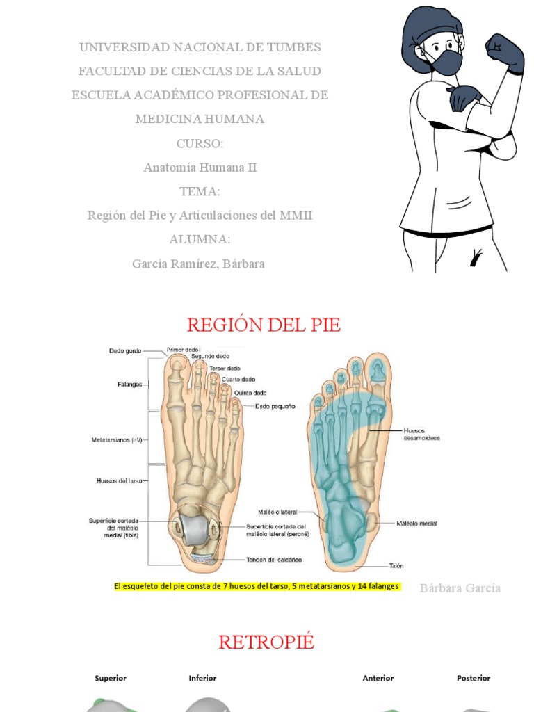 Articulaciones del Pie y Anatomía | PDF | Pie | Pierna humana