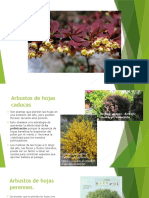 Arbustos Ornamentales de Hojas Caducas y Perennes