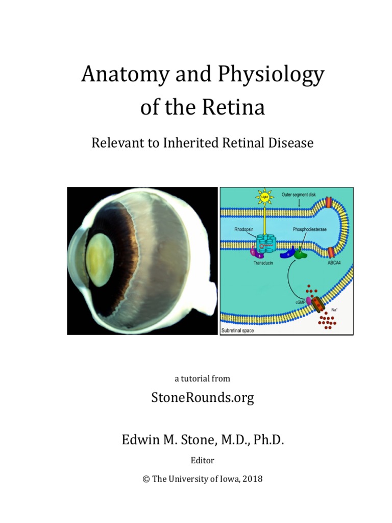 SR Tutorial Anatomy | PDF | Retina | Retinal
