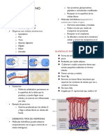 Endocrino PDF