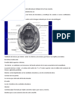 Cavidad Bucal