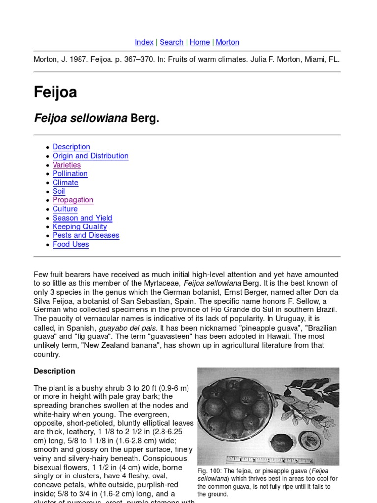 Feijoa (Purdue University)PDF  Fruit Preserves  Plants