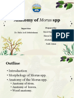 Anatomy of Morus SPP Finally