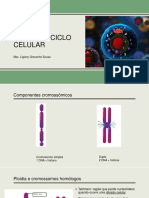 Núcleo e ciclo celular