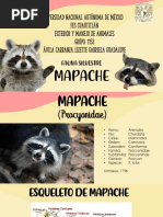 Características del Mapache Procyon lotor | PDF | Mapache | Alimentos