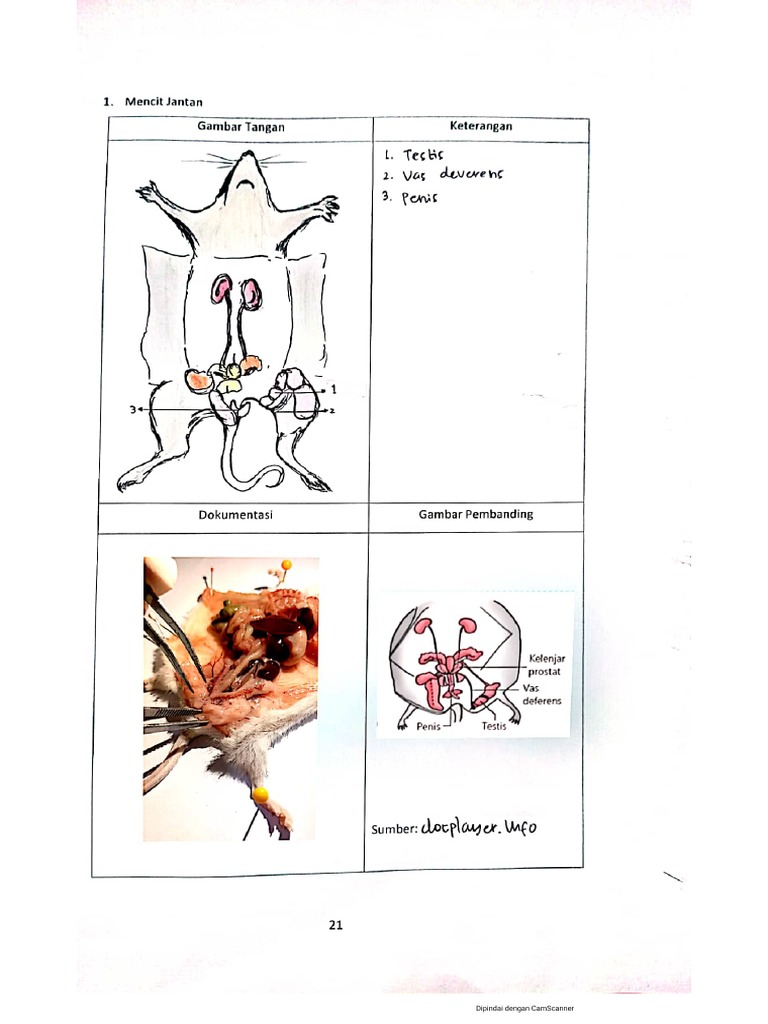 Gambar Mencit Haerati Sur | PDF