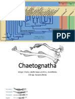 Chaetognatha y Rotifera