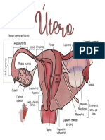 Anatomía de Útero