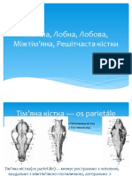 Тім'яна, Лобна, Міжтім'яна, Решітчаста-кістки, Лобова кістка