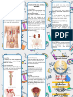 Triptico Sistema Urinaio