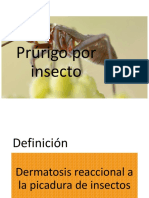 Prúrigo Por Insecto