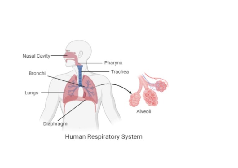 Respiration Diagram | PDF