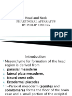 Head and Neck Anatomy: Development of Pharyngeal Arches and Their Role in Forming Facial Structures