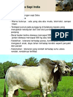 Lanjutan Bangsa Sapi