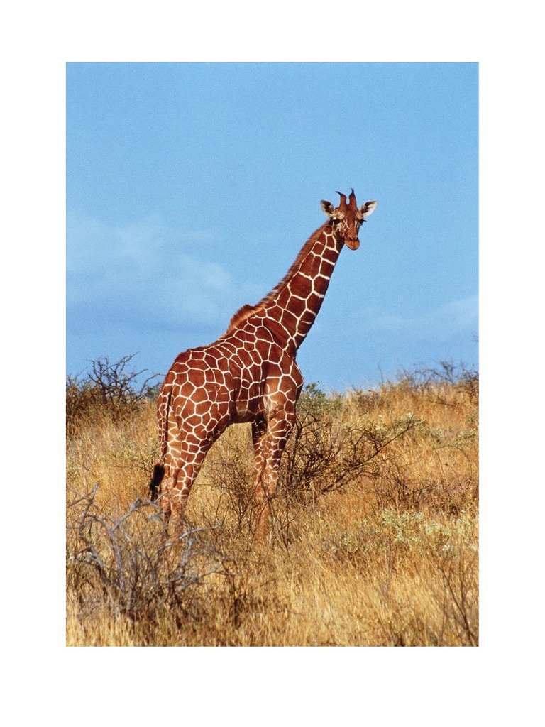 Animal - Zebra | PDF