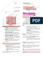 Integumentary System Functions and Anatomy