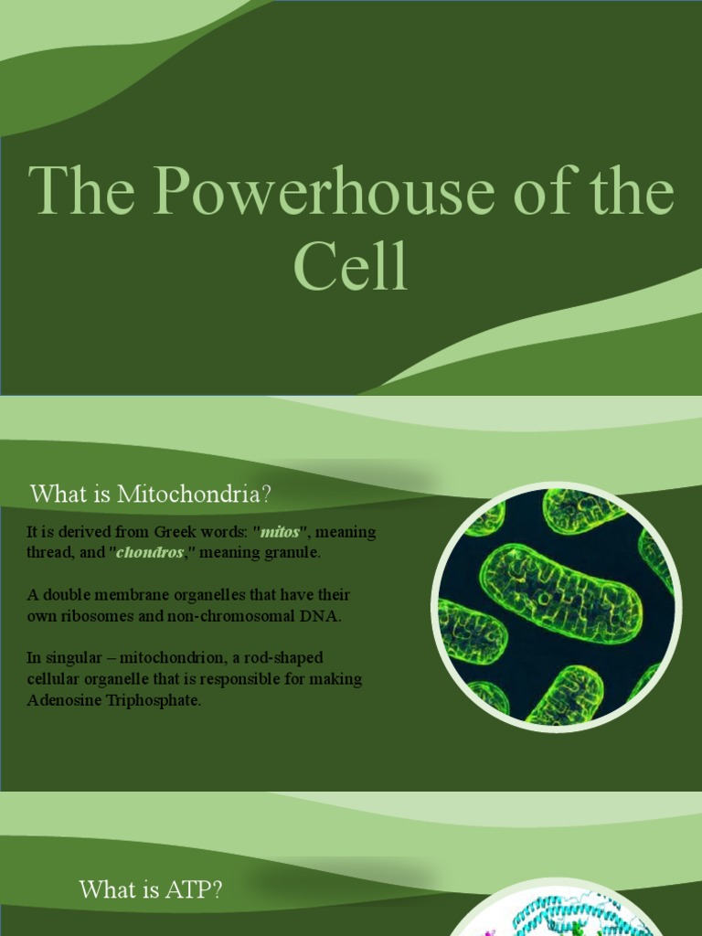 The Powerhouse of The Cell PDF