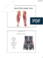 Muscles of The Lower Limb (ADAM)